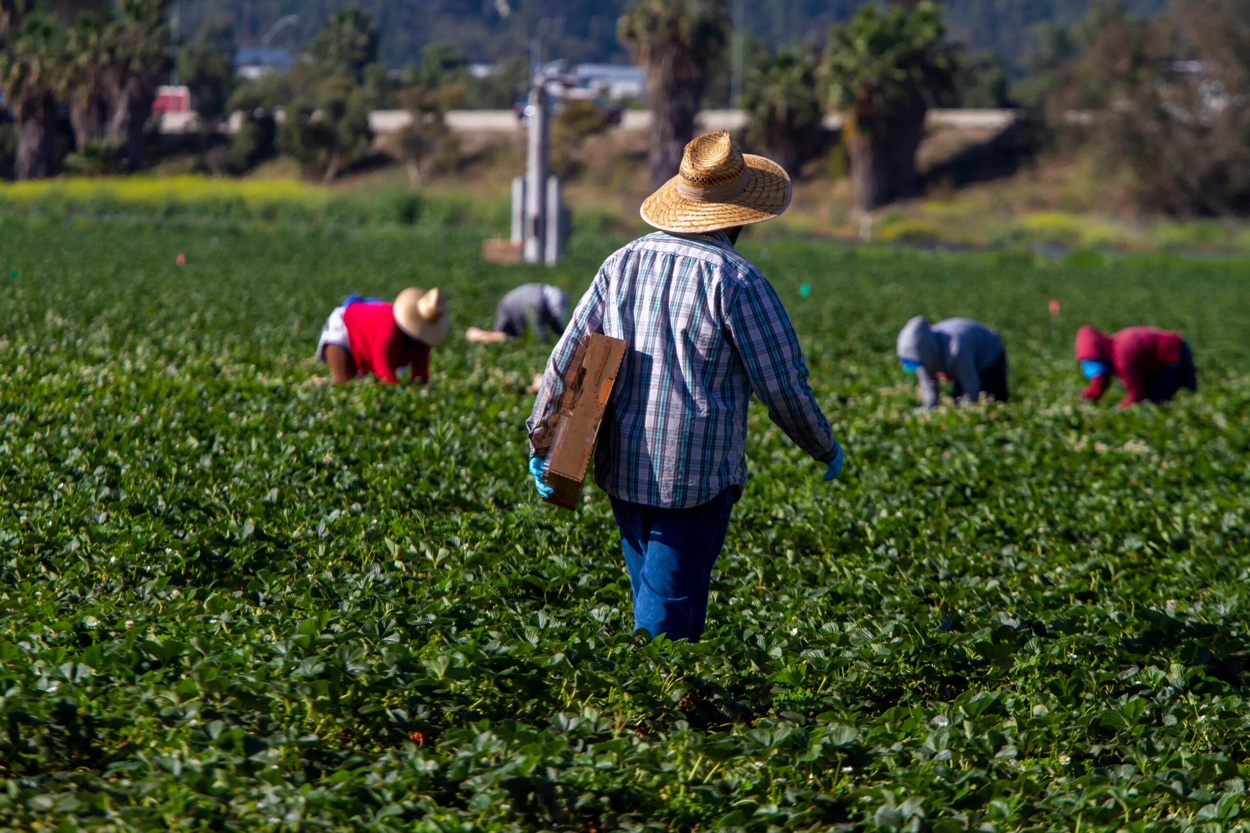 Farm,Worker,In,Straw,Hat,Walking,With,Box,In,Strawberry