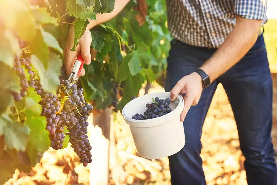 Man picking grapes into a bucket